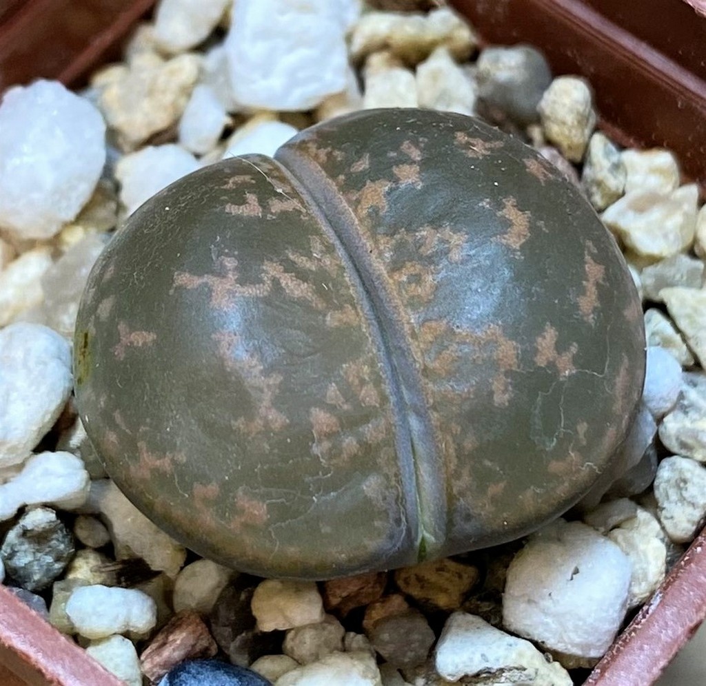 SH27714 Lithops lesliei