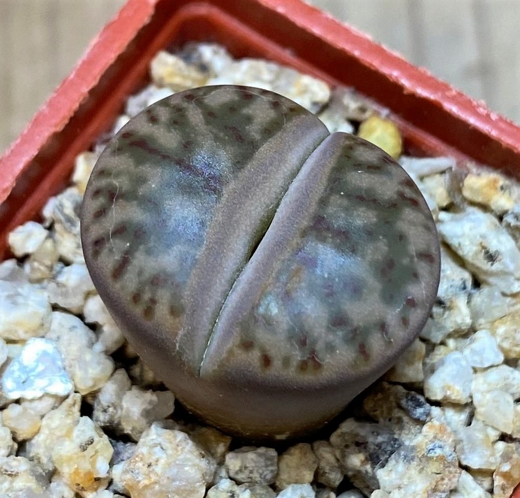 SH27717 Lithops bromfieldii 'Coral'