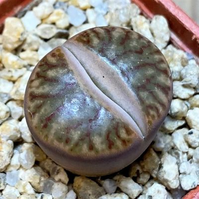 SH27718 Lithops bromfieldii 'Coral'