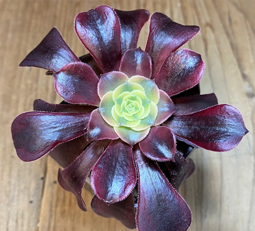 SH27720 Aeonium 'Kilimanjaro'