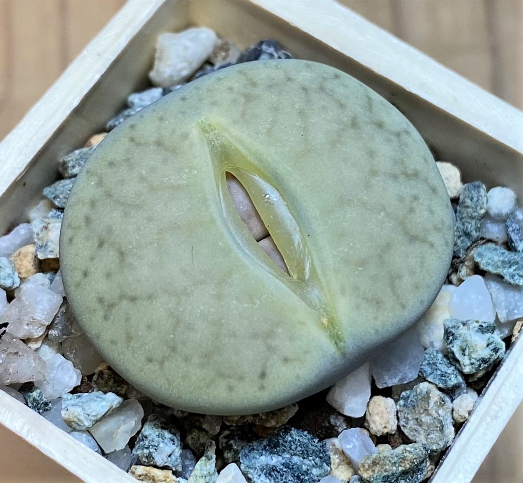 SH27845 Lithops pseudotruncatella ssp. volkii C069