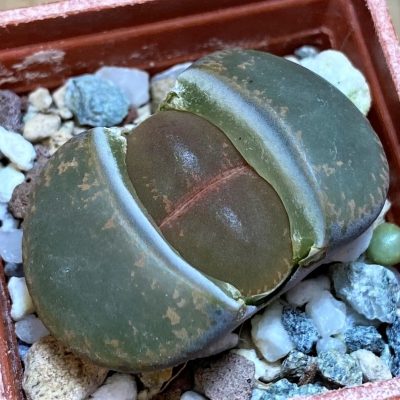 SH27846 Lithops lesliei -near Heidelberg-