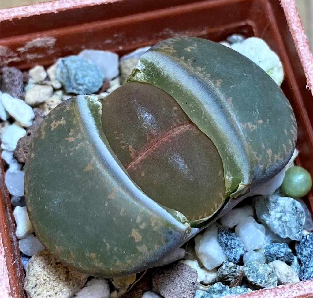 SH27846 Lithops lesliei -near Heidelberg-