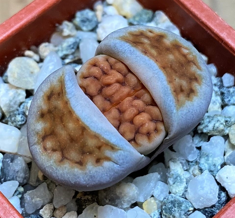 SH27855 Lithops karasmontana v. tischeri