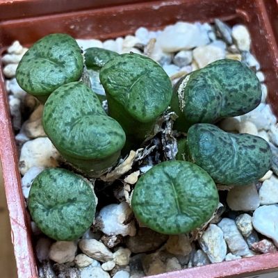 SH27858 Conophytum obcordellum