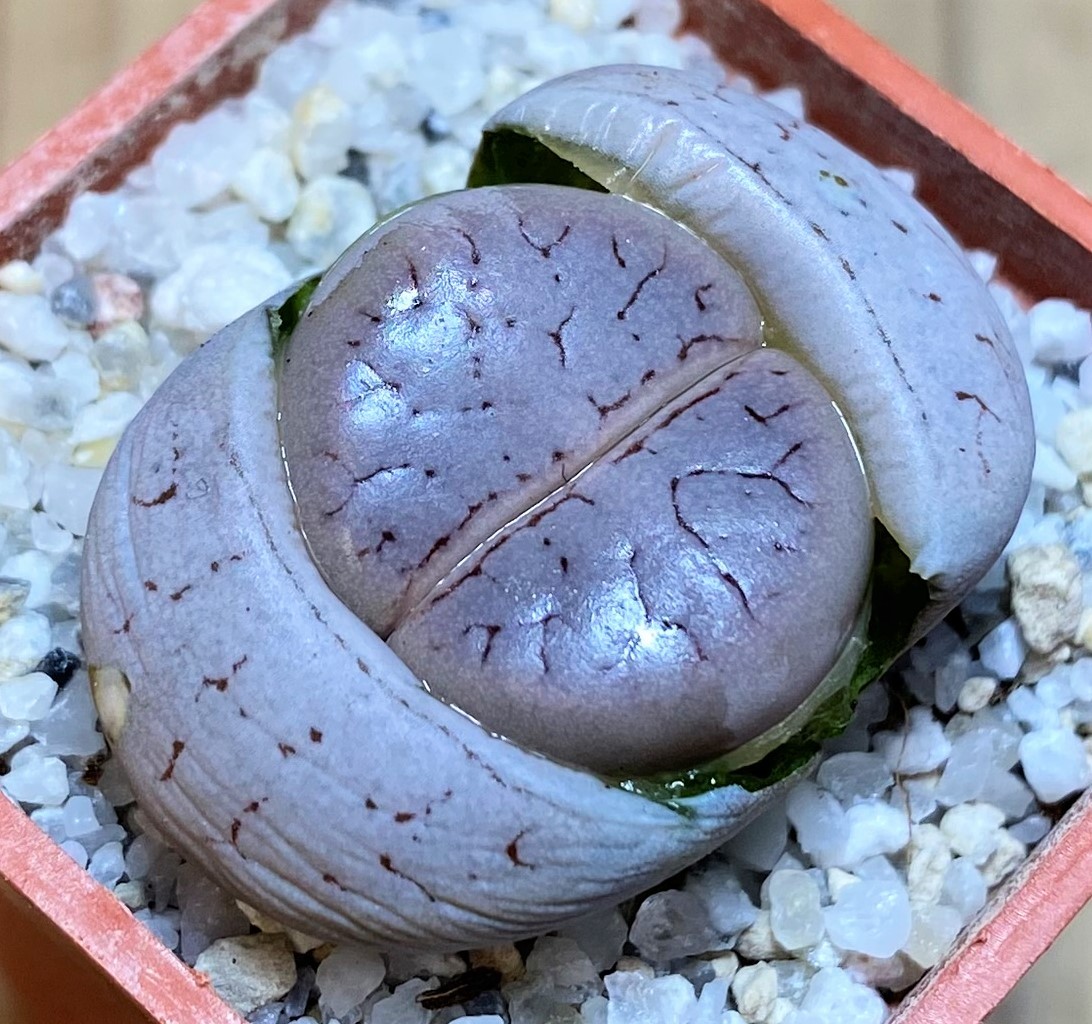 SH27800 Lithops gracilidelineata C373