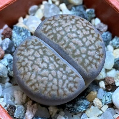 SH27801 Lithops hallii 'Brown form'