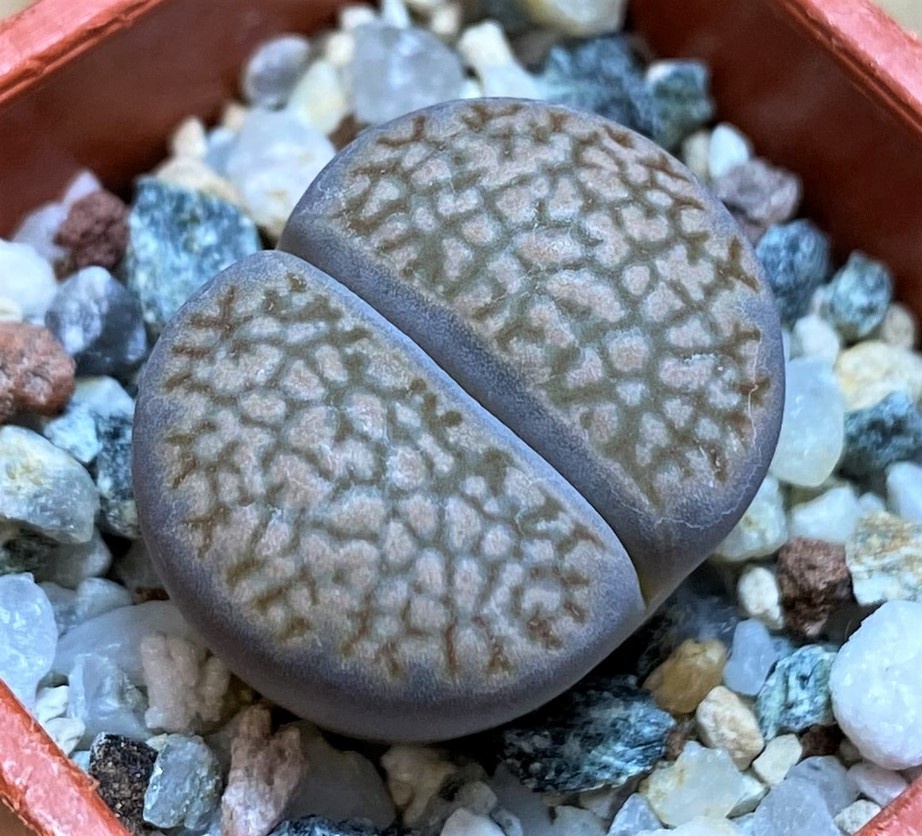 SH27801 Lithops hallii 'Brown form'