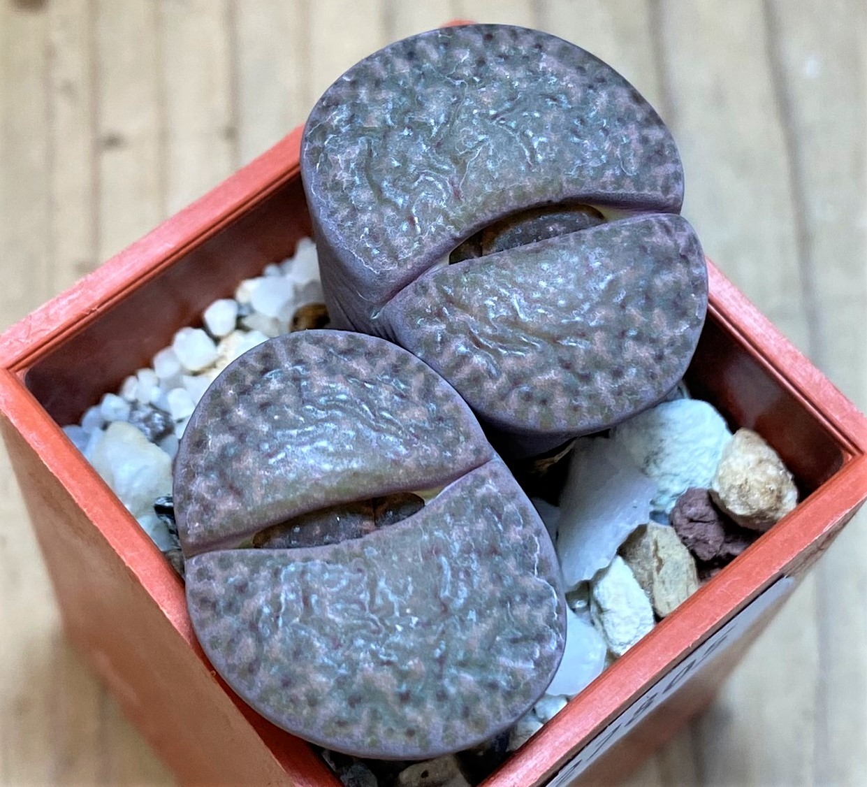 SH27805 Lithops bromfieldii v. glaudinae