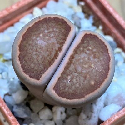 SH27806 Lithops julii ‘Kikushogiyoku’ hybrid