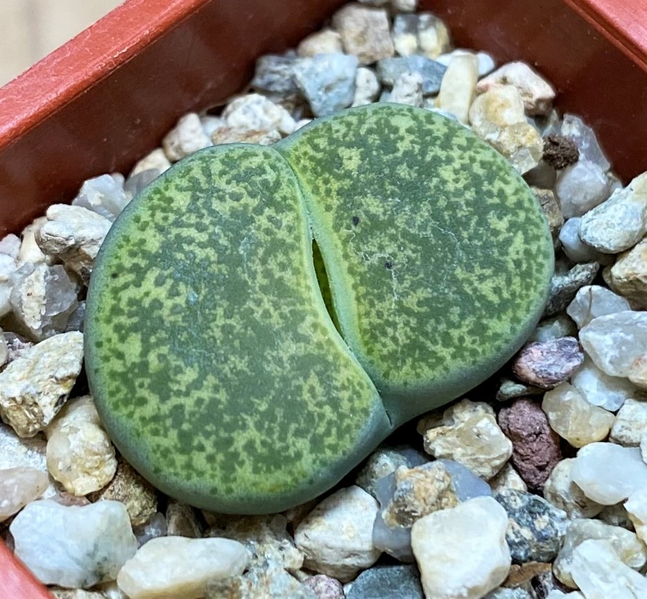 SH27809 Lithops lesliei 'Albinica'