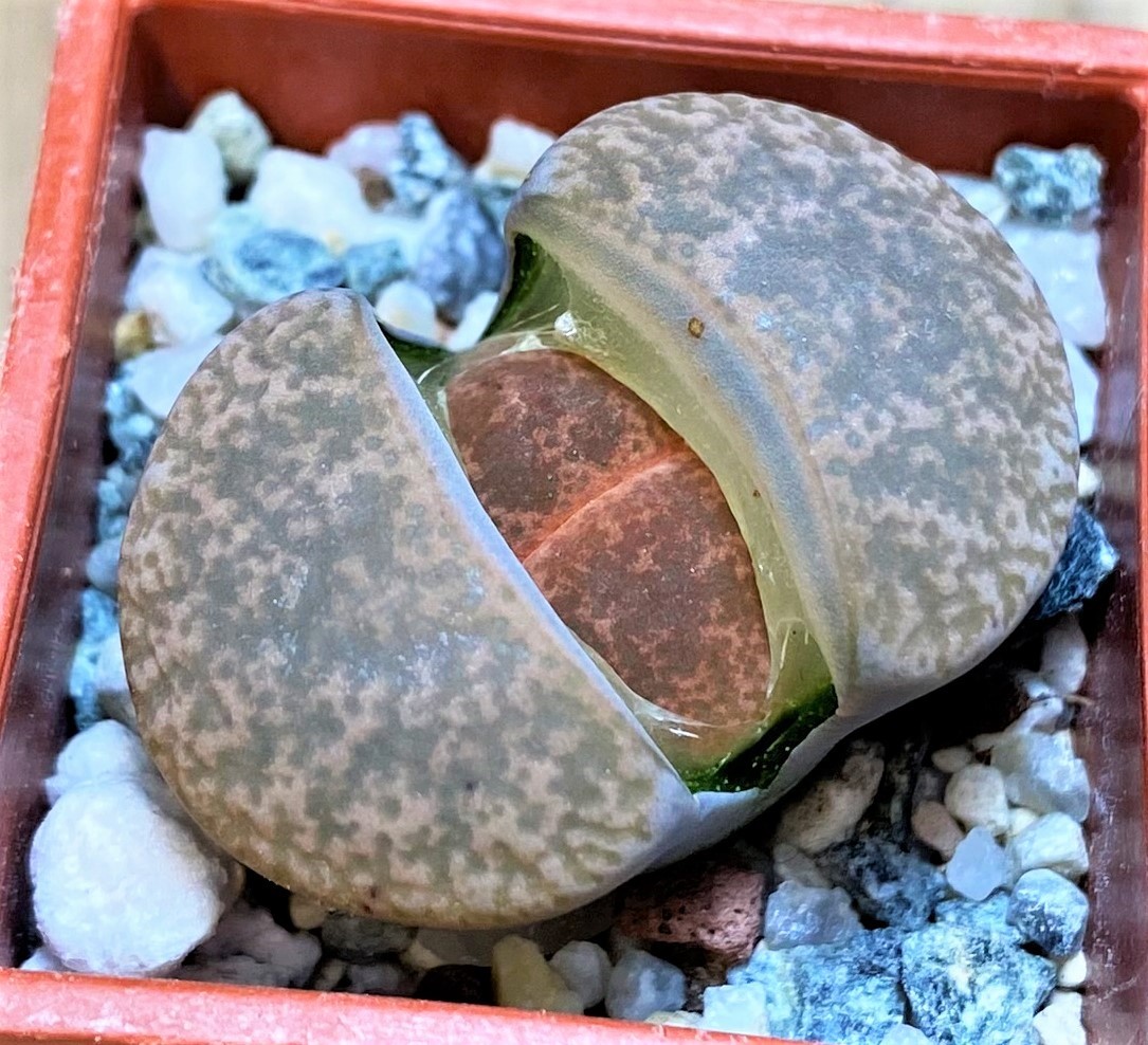 SH27810 Lithops lesliei ‘Albinigold’ x aucampiae ‘Storms´s Snowcap’