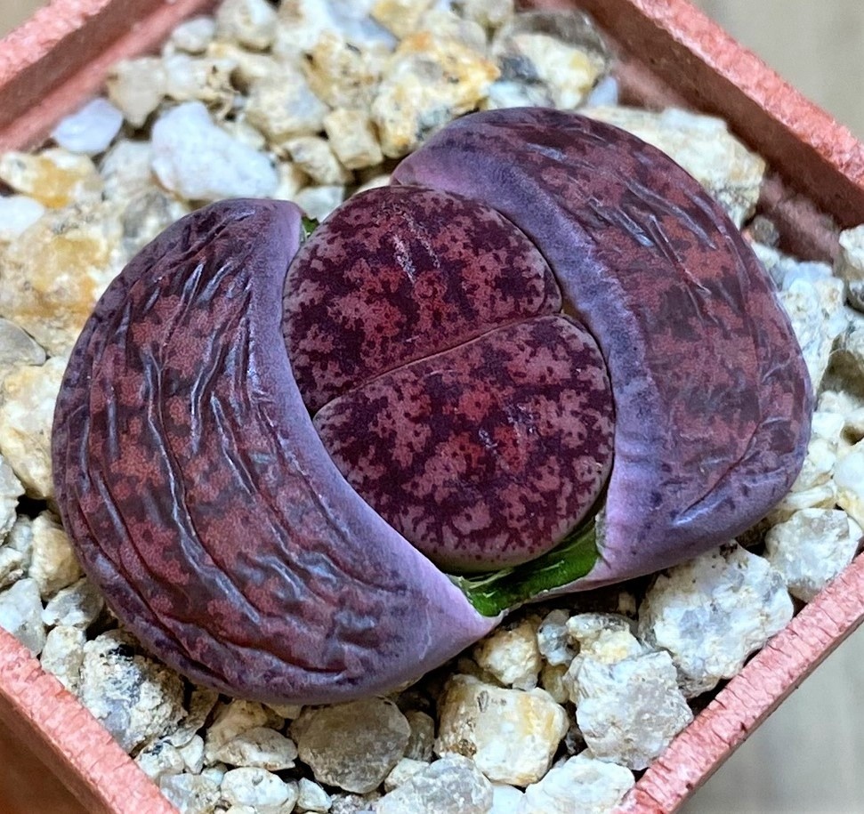 SH27815 Lithops lesliei 'Fred's Redhead'