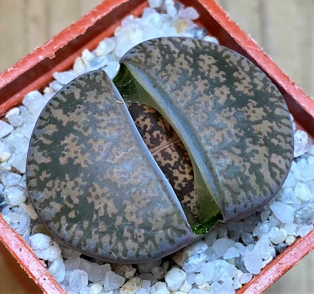 SH27818 Lithops lesliei