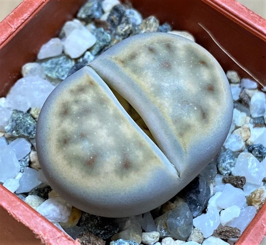 SH27821 Lithops erniana