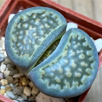 SH27824 Lithops hallii v. ochracea C111A
