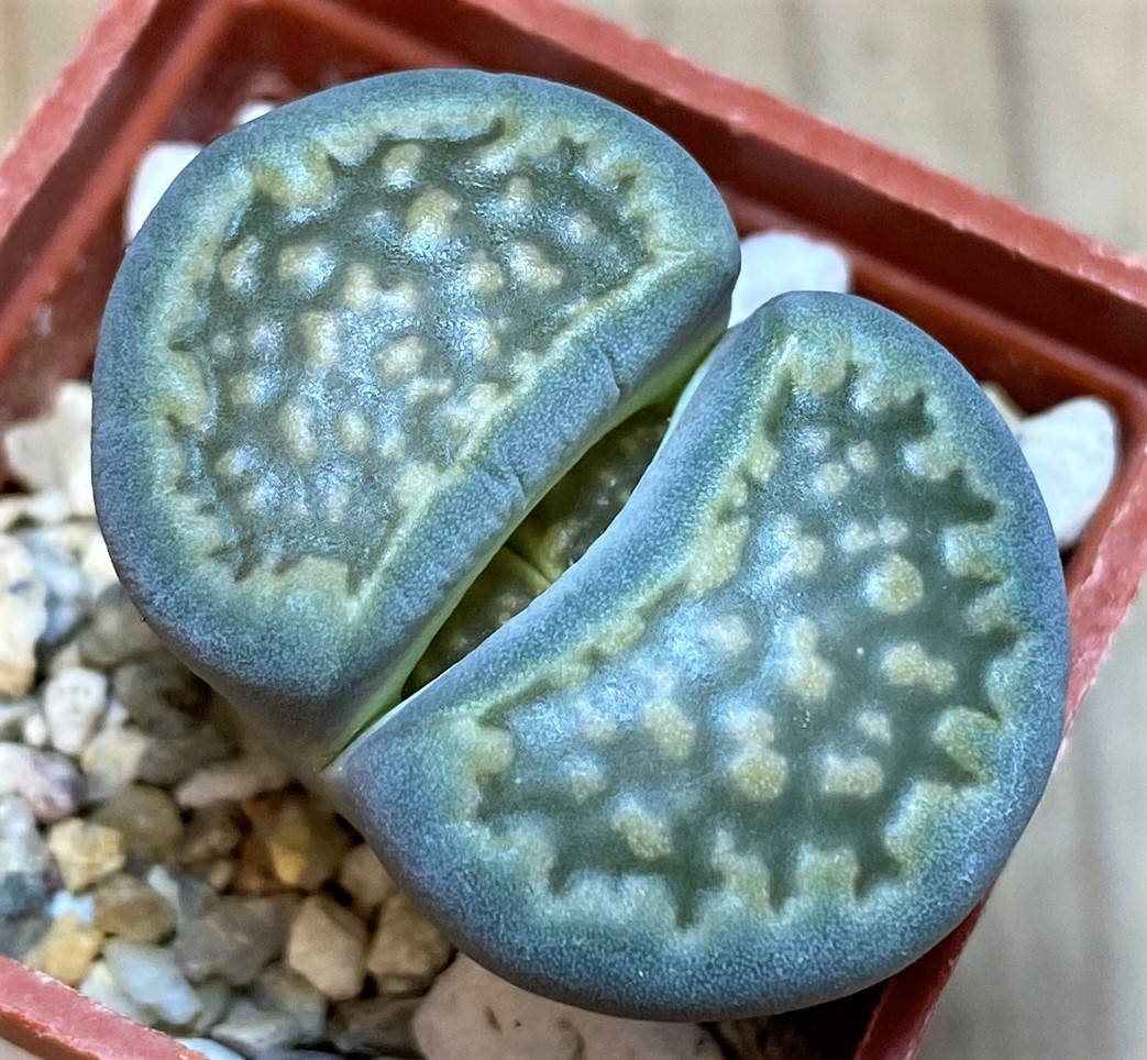 SH27824 Lithops hallii v. ochracea C111A