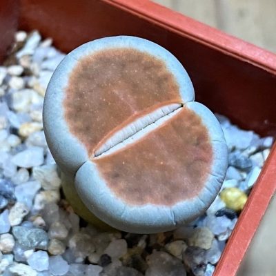 SH27829 Lithops karasmontana 'Lateritia'
