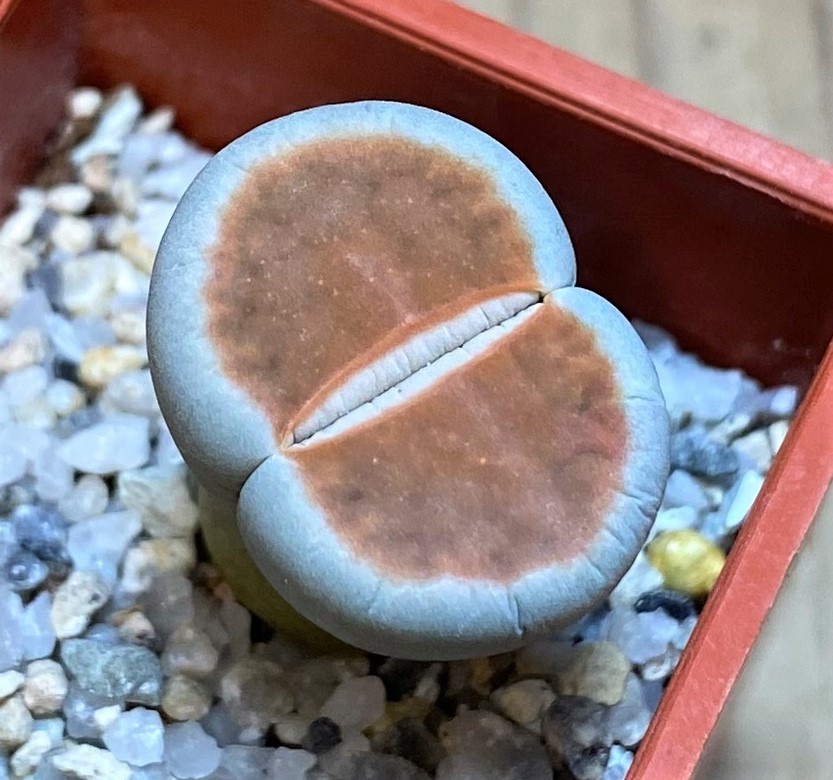 SH27829 Lithops karasmontana 'Lateritia'