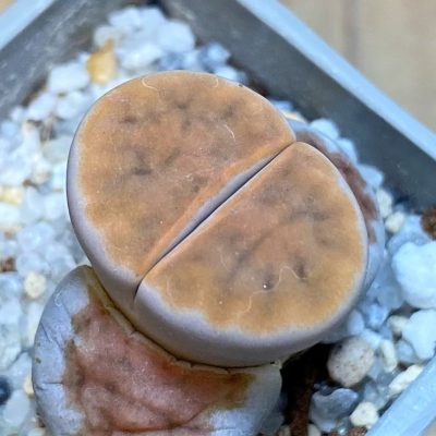 SH27830 Lithops karasmontana 'Lateritia'