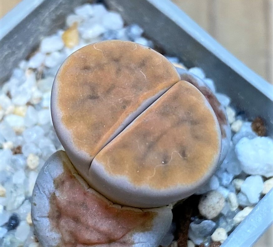 SH27830 Lithops karasmontana 'Lateritia'