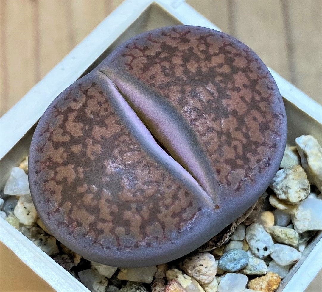 SH27832 Lithops aucampiae