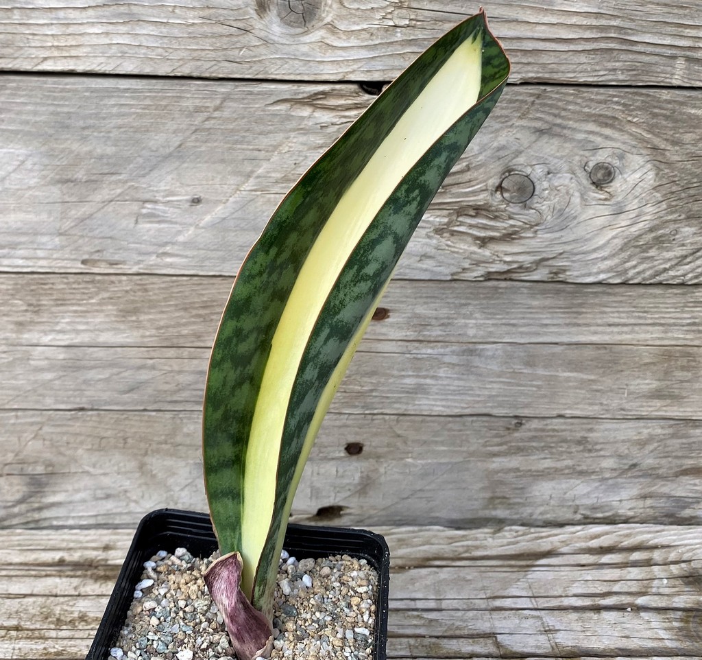 SH27897 Sansevieria masoniana ‘Mediopicta’