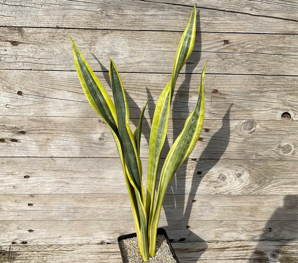 SH27862 Sansevieria 'Assalam' - Image 2