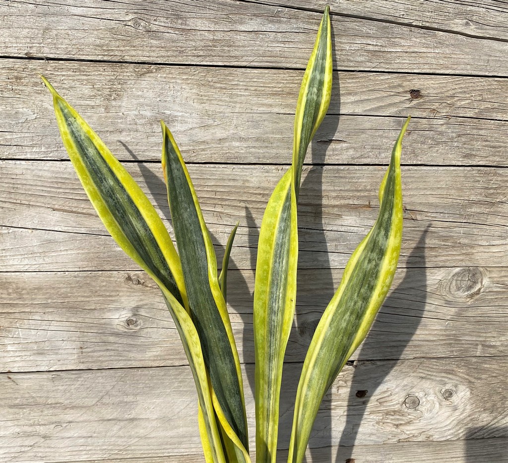 SH27862 Sansevieria 'Assalam'
