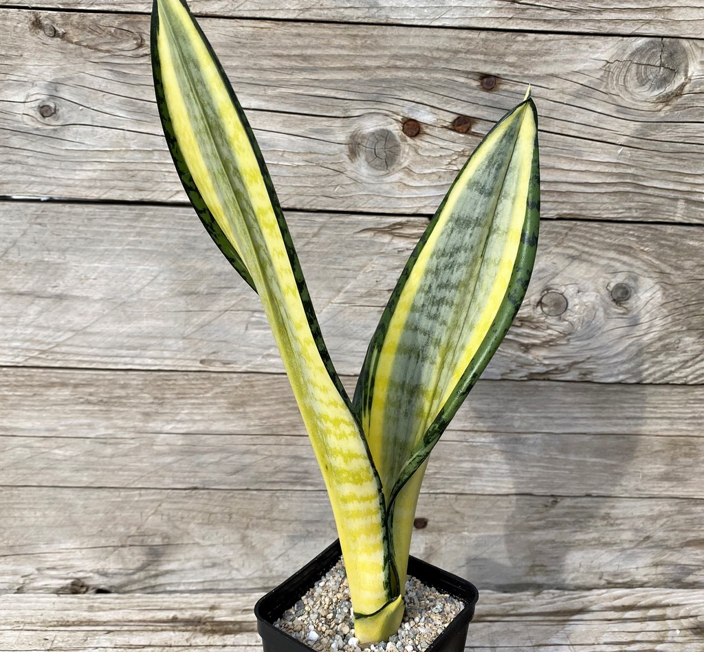 SH27902 Sansevieria 'Futura Hendrika'