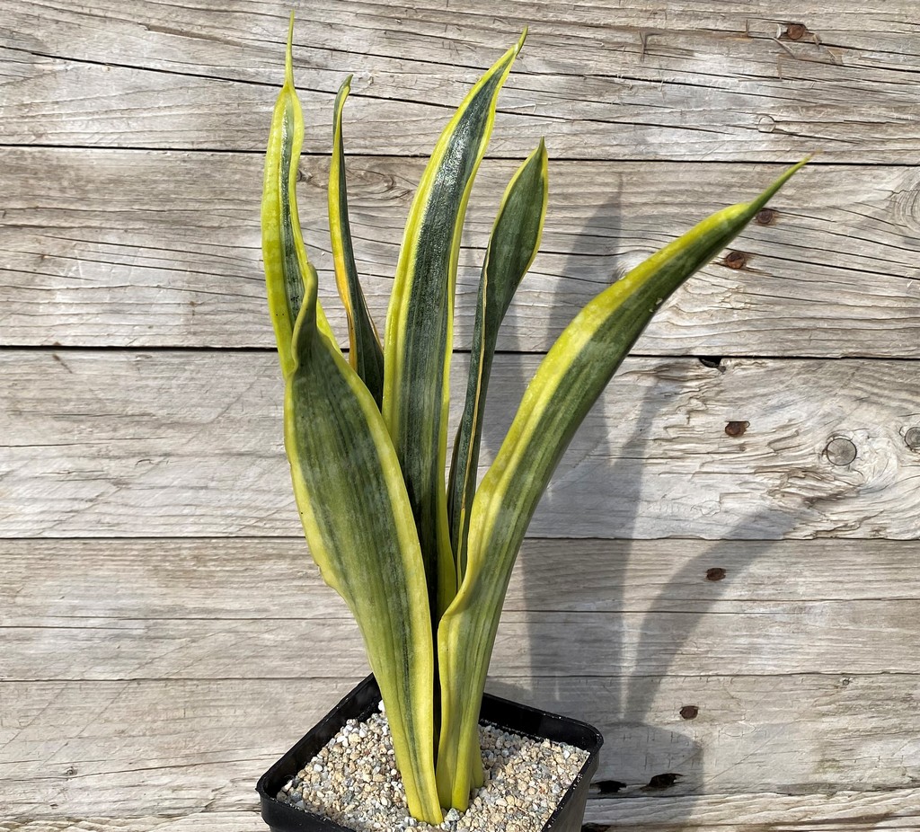 SH27864 Sansevieria 'Assalam' - Image 2