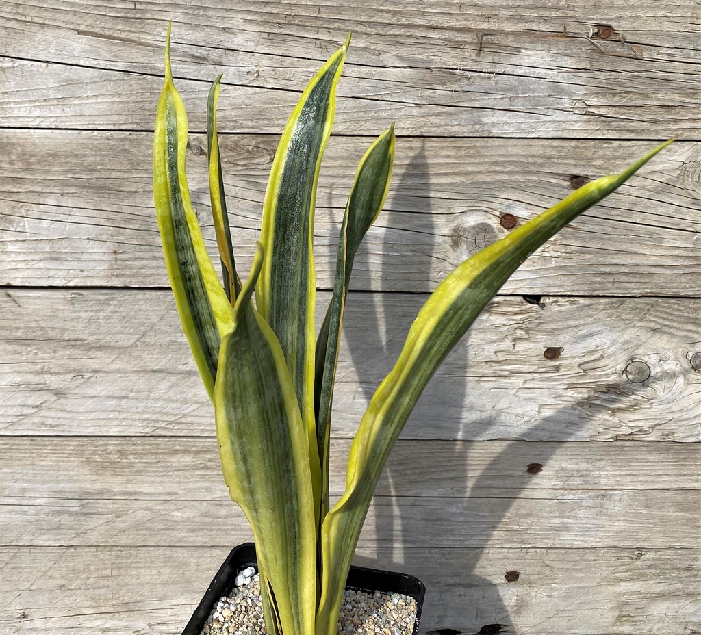 SH27864 Sansevieria 'Assalam'