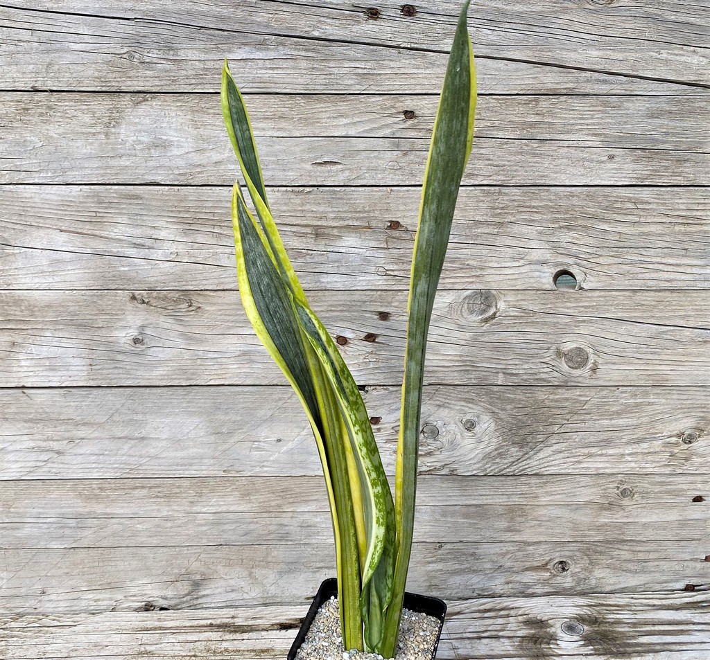 SH27865 Sansevieria 'Assalam' - Image 2
