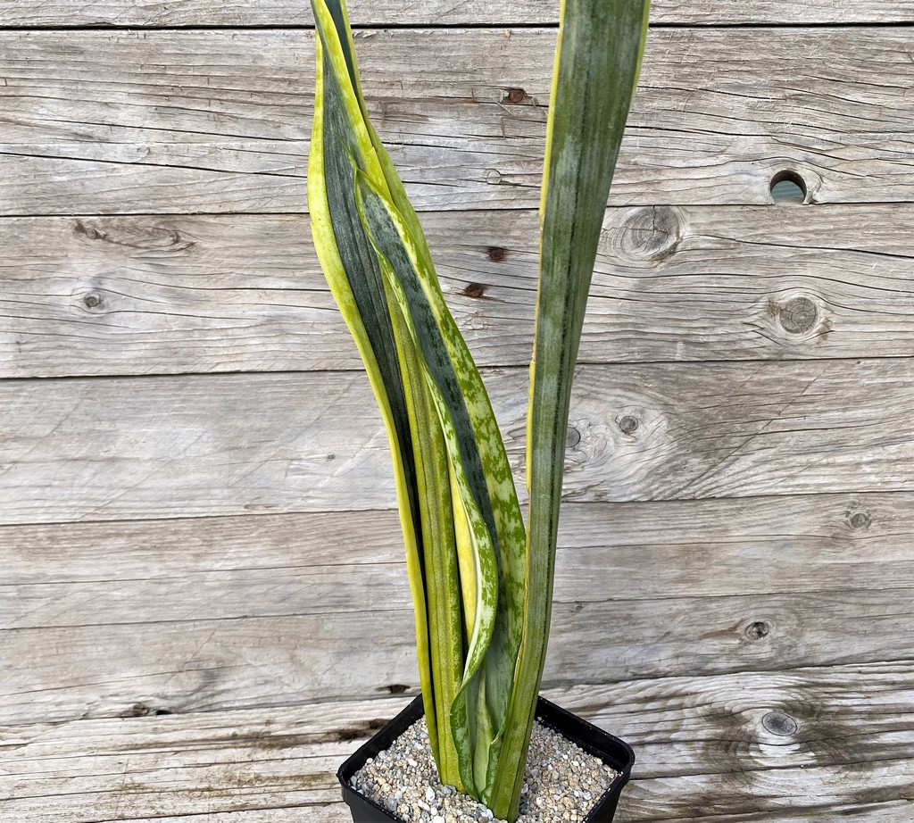 SH27865 Sansevieria 'Assalam'