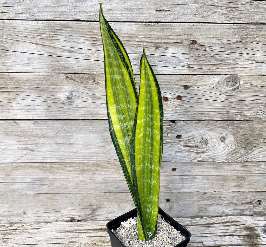 SH27866 Sansevieria 'California' - Image 2