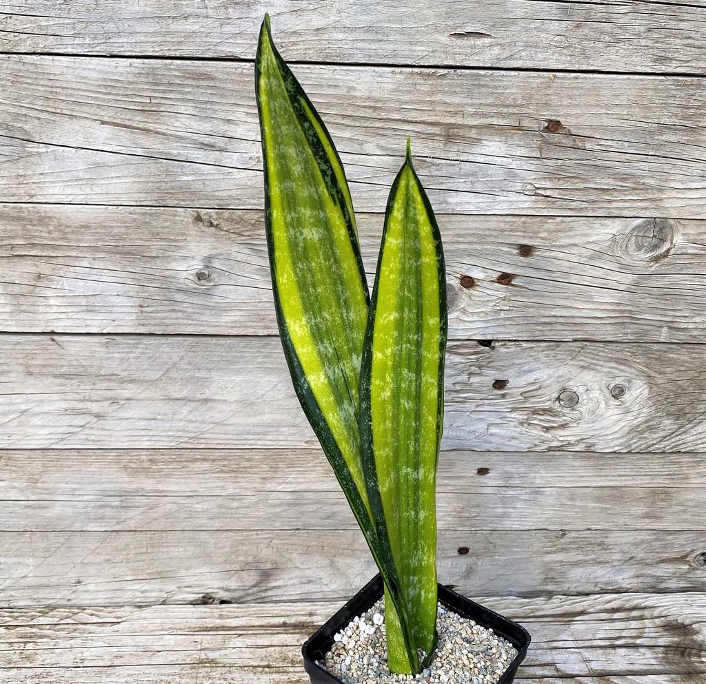 SH27866 Sansevieria 'California'
