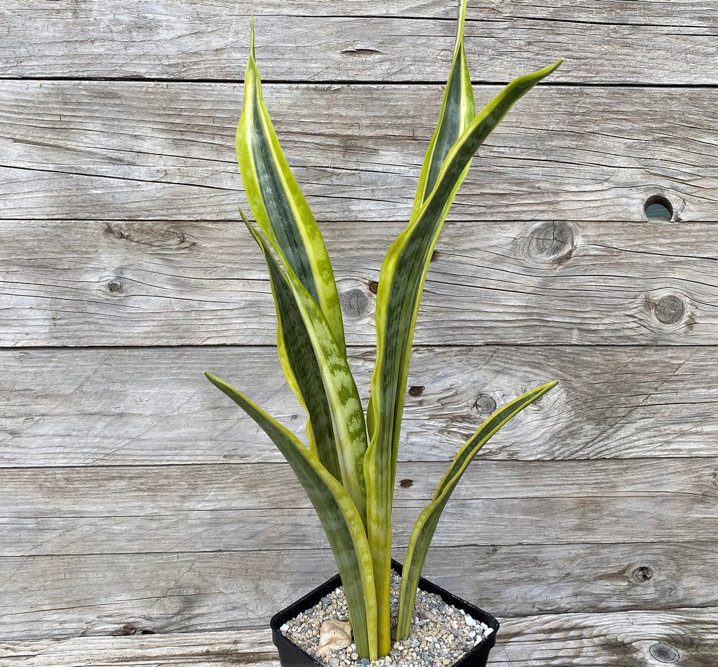 SH27870 Sansevieria 'Assalam' - Image 2