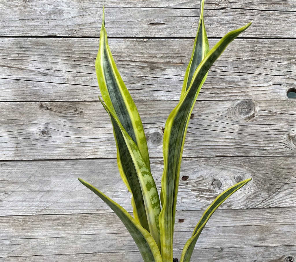 SH27870 Sansevieria 'Assalam'