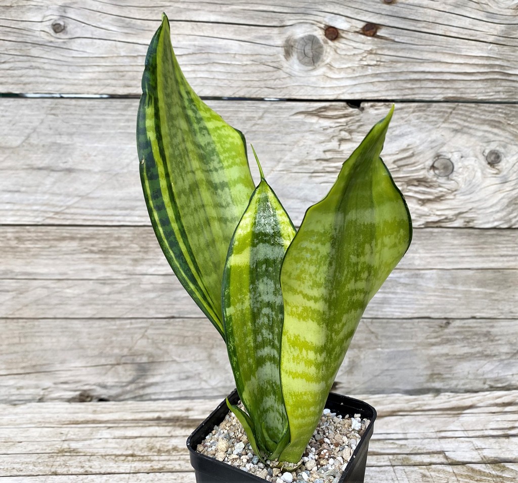 SH27873 Sansevieria 'Futura Gold'