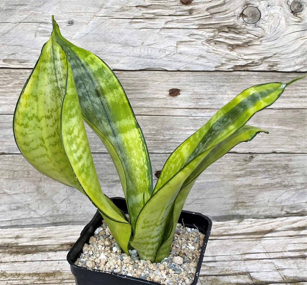SH27874 Sansevieria 'Futura Gold'