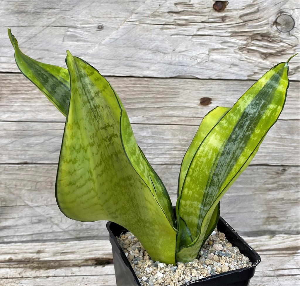 SH27874 Sansevieria 'Futura Gold' - Image 2