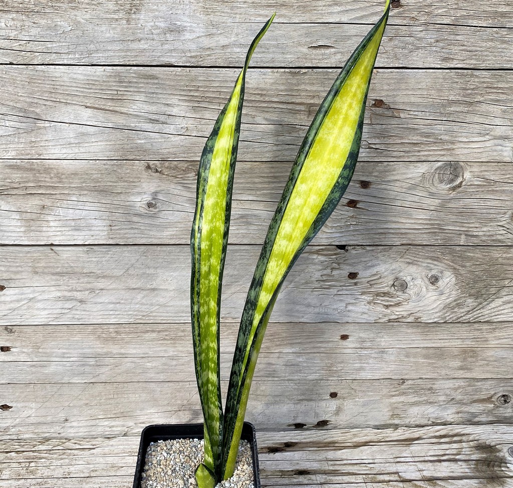 SH27860 Sansevieria 'California' - Image 2
