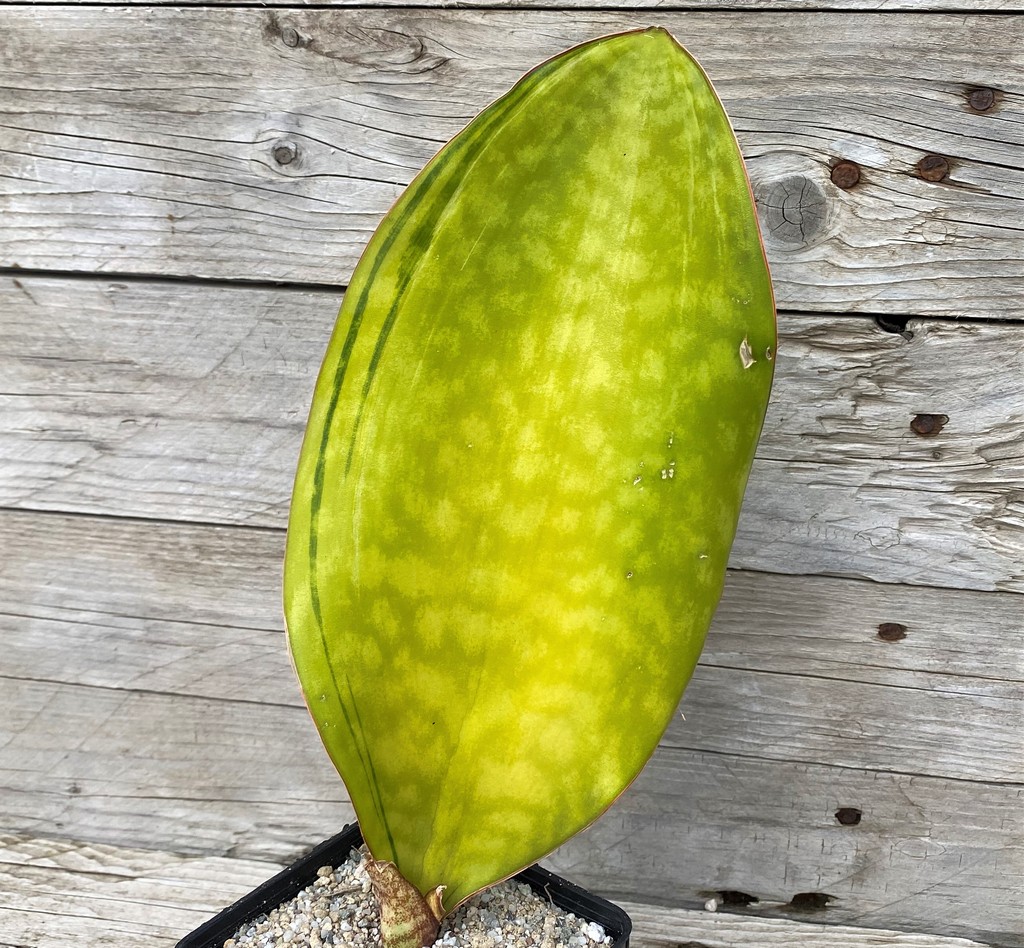 SH27878 Sansevieria 'Masoniana Yellow'
