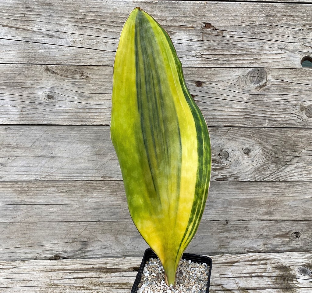 SH27879 Sansevieria 'Masoniana Yellow'