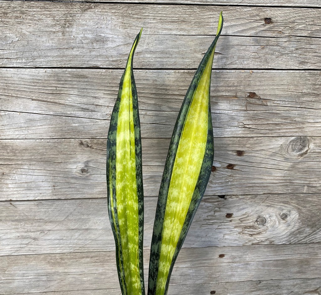 SH27860 Sansevieria 'California'