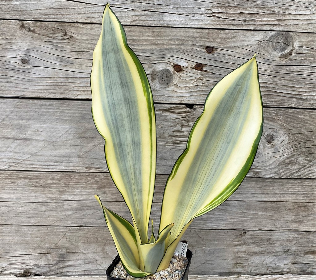 SH27881 Sansevieria 'Splash'