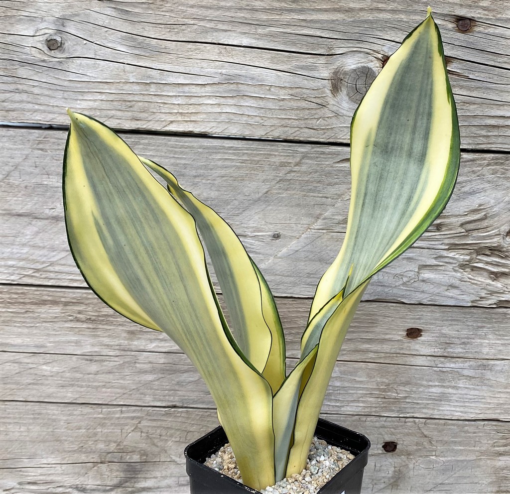 SH27883 Sansevieria 'Splash'