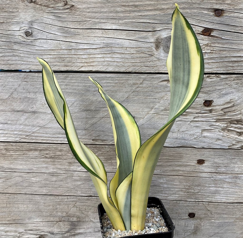 SH27883 Sansevieria 'Splash' - Image 2