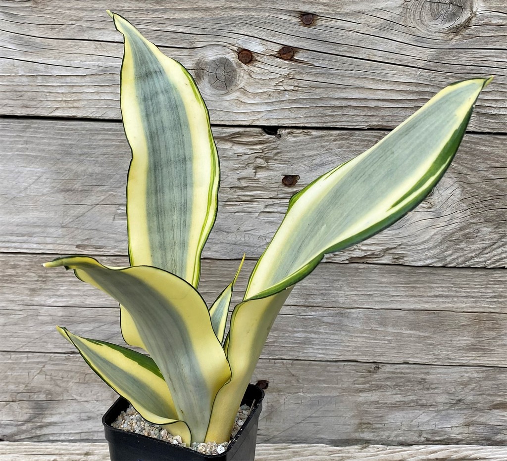 SH27884 Sansevieria 'Splash' - Image 2