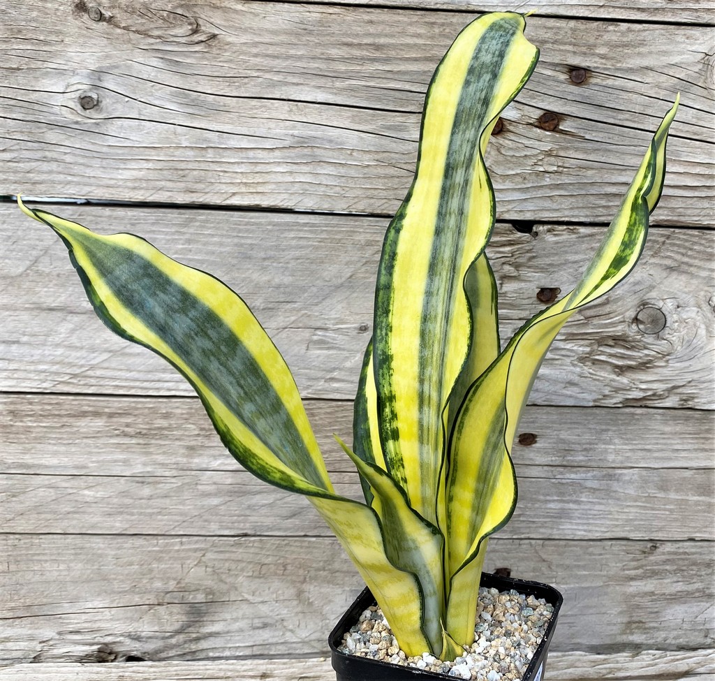 SH27887 Sansevieria 'Asahi'